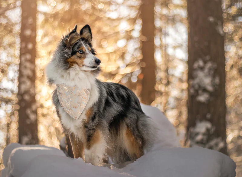 Winter und Weihnachten