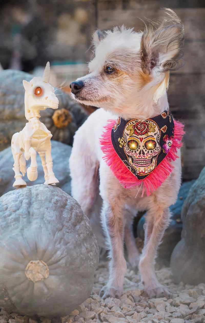 Herbst und Halloween