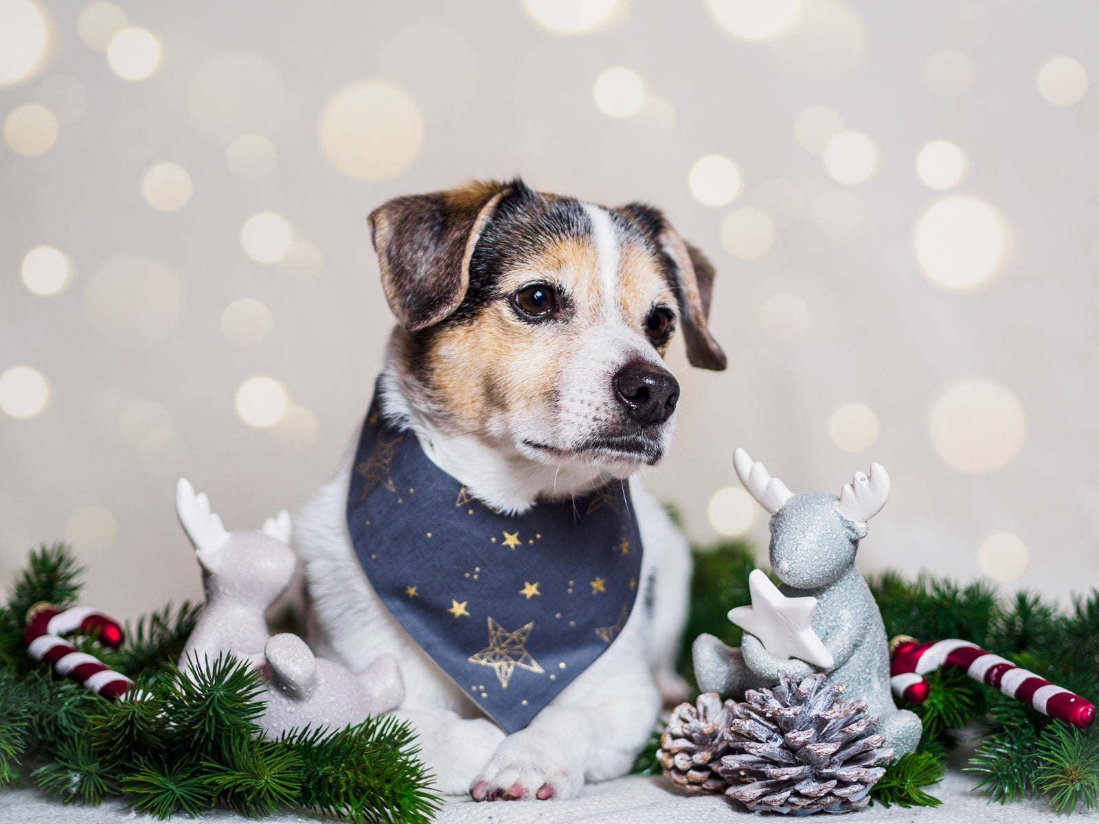 Hundehalstuch - Katzenhalstuch - Sterne - Golden Skies