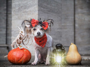 Hundehalstuch - Katzenhalstuch - Spinne - Creepin' it real