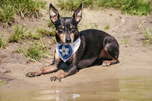 Zwergpinscher trägt beiges Hundehalstuch mit Muscheln am See