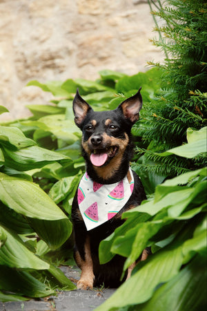 Kleiner Hund trägt weißes Hundehalstuch mit rosa Wassermelonen beim Fotoshooting