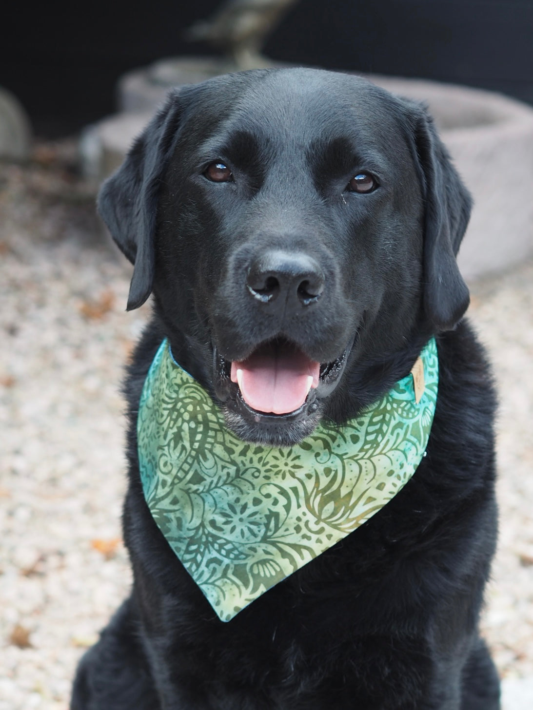 Schwarzer Labrador trägt Hundehalstuch mit Batikmuster in grün und blau