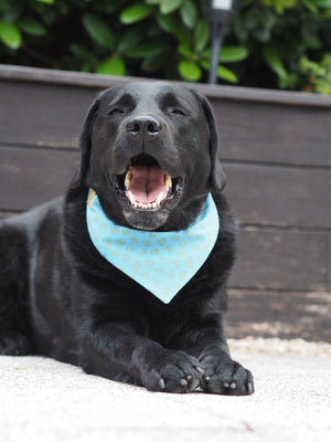 Schwarzer Labrador trägt Hundehalstuch in blau mit Blattmuster