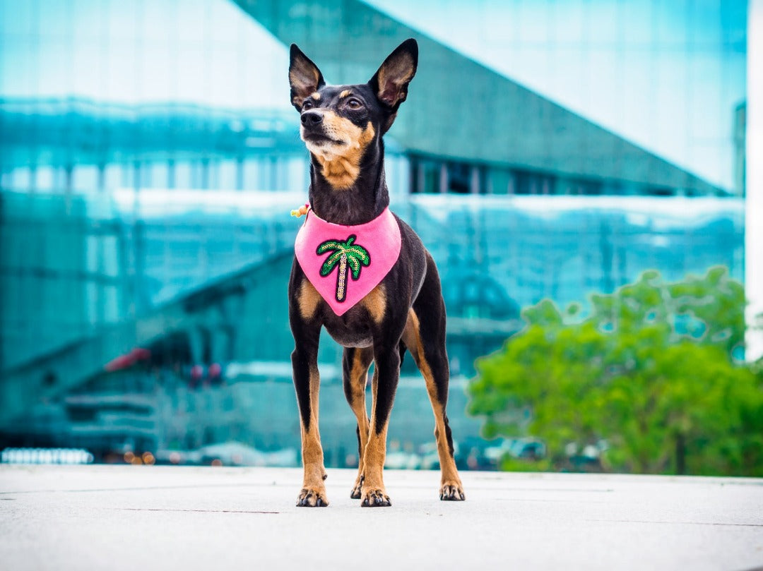 Zwergpinscher trägt Hundehalstuch mit Palme aus Pailletten in neon pink beim Fotoshooting