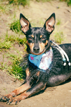 Zwergpinscher trägt türkises Hundehalstuch zum Binden mit Meerjungfrau und Tüllborte