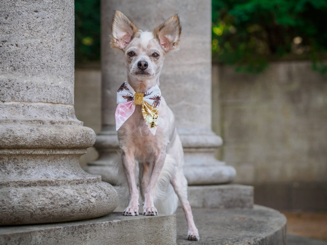 Kleiner Hund trägt weiße Hundeschleife mit goldenen Bienen und floralem Muster beim Fotoshooting