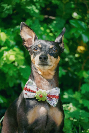 Süßer Rehpinscher trägt Hundeschleife mit Kleeblatt und Marienkäfer