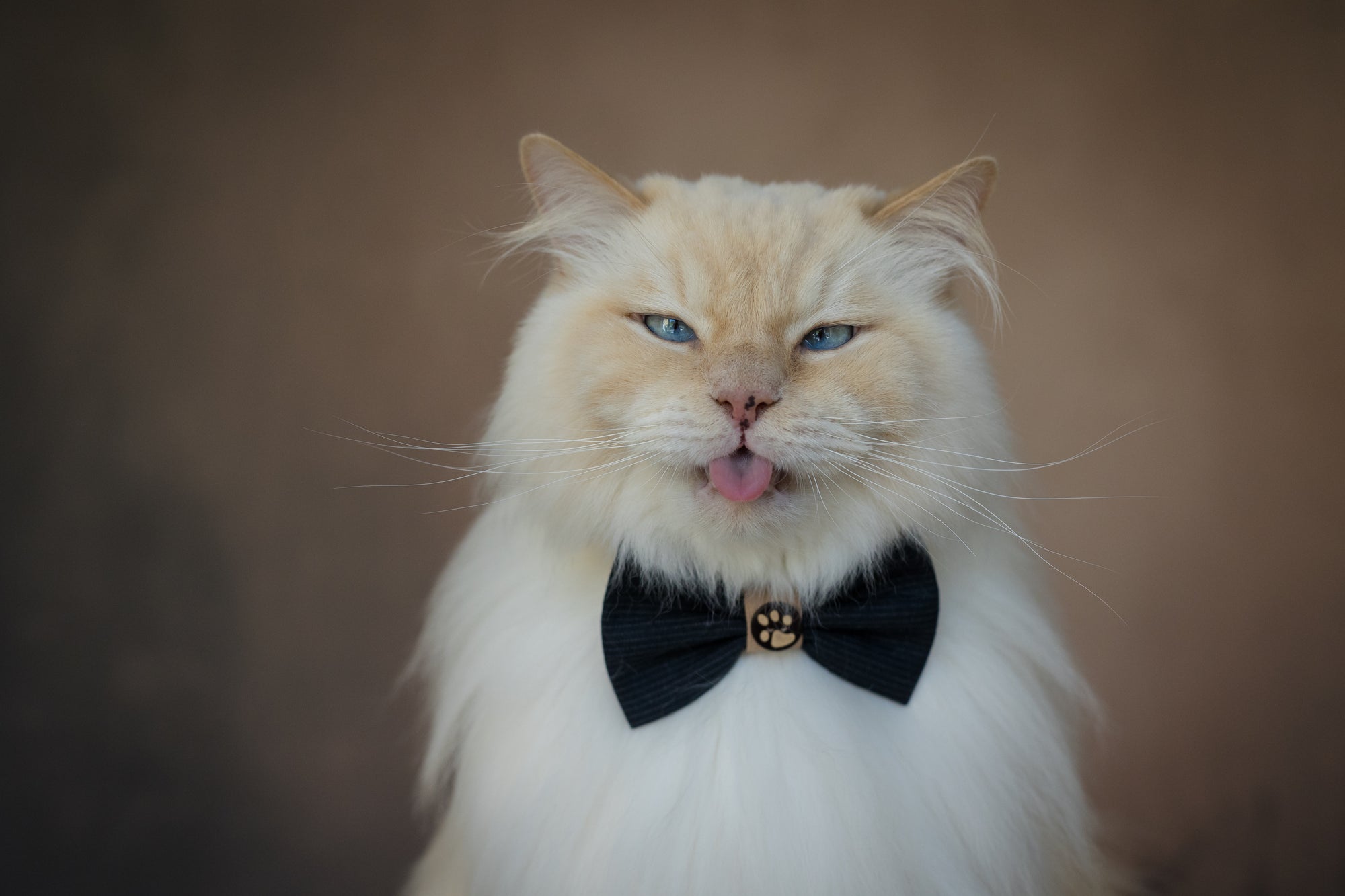 Süße Katze mit schwarzer Schleife und Knopf mit Pfote