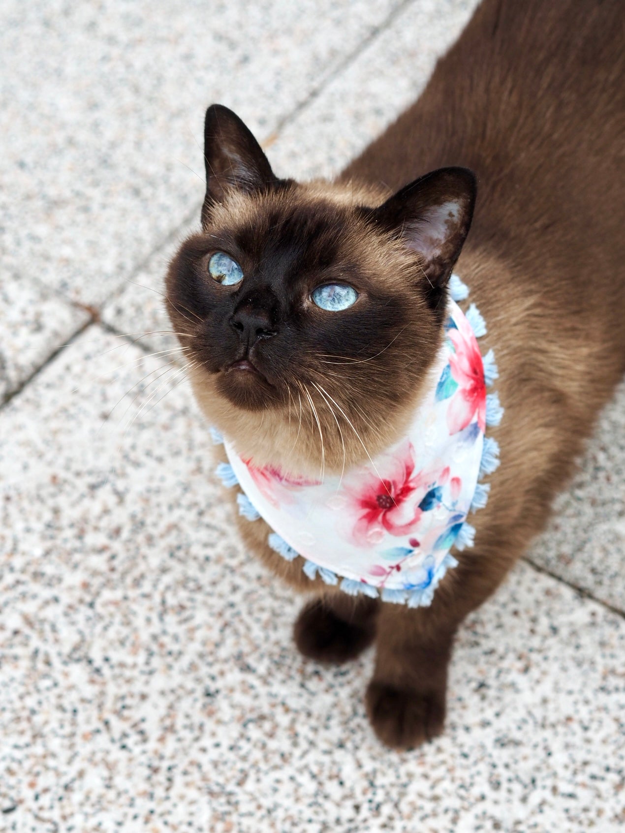 Siamkatze trägt Katzenhalstuch in weiß mit floralem Muster und blauer Fransenborte