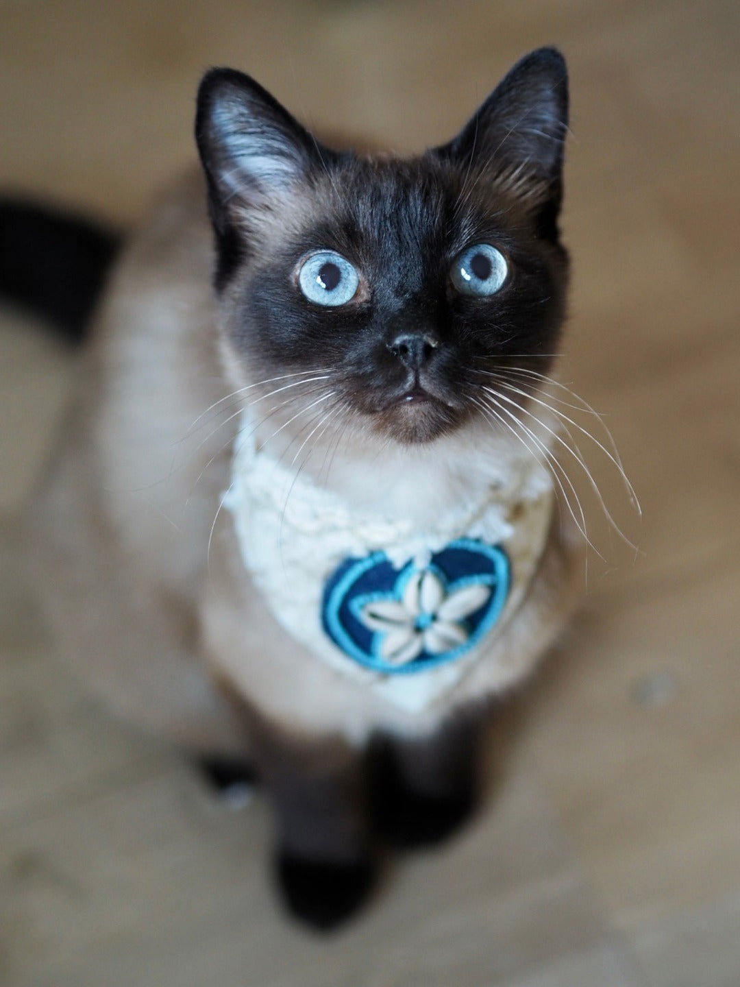 Siamkatze trägt beiges Katzenhalstuch mit Muscheln