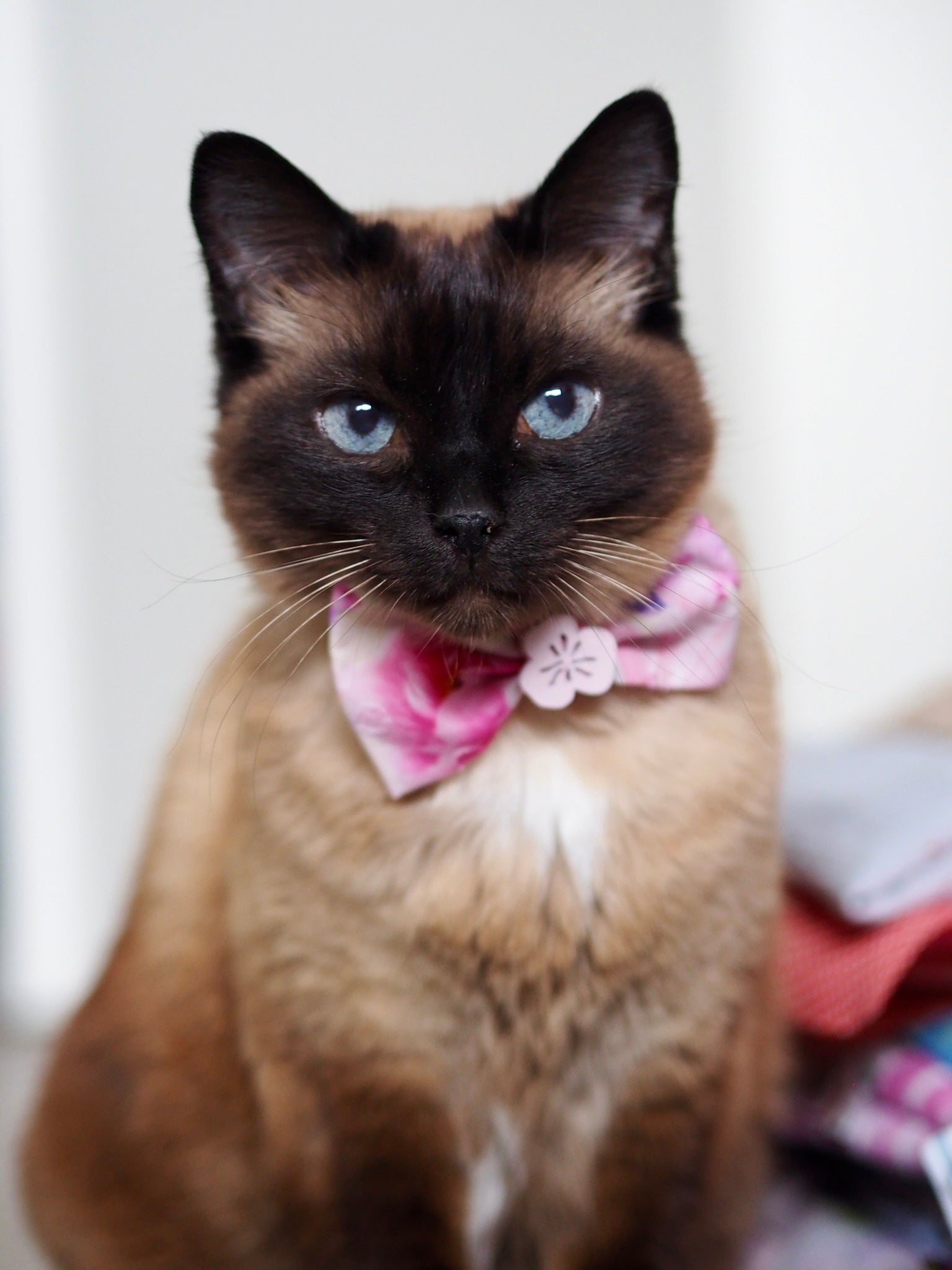 Siamkatze trägt Katzenschleife in rosa und weiß mit Blumenmuster