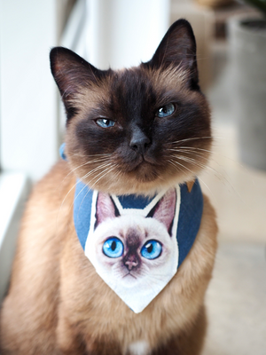 Katzenhalstuch - Katzenaccessoires - Siamese - Behind blue eyes