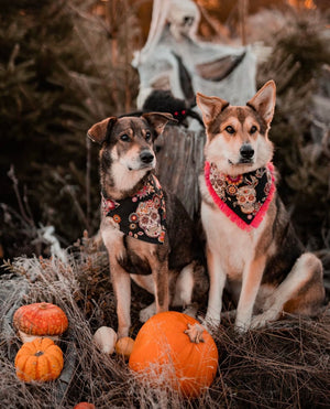 Hundehalstuch - Katzenhalstuch - Totenkopf - Los Muertos